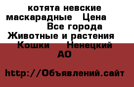 котята невские маскарадные › Цена ­ 18 000 - Все города Животные и растения » Кошки   . Ненецкий АО